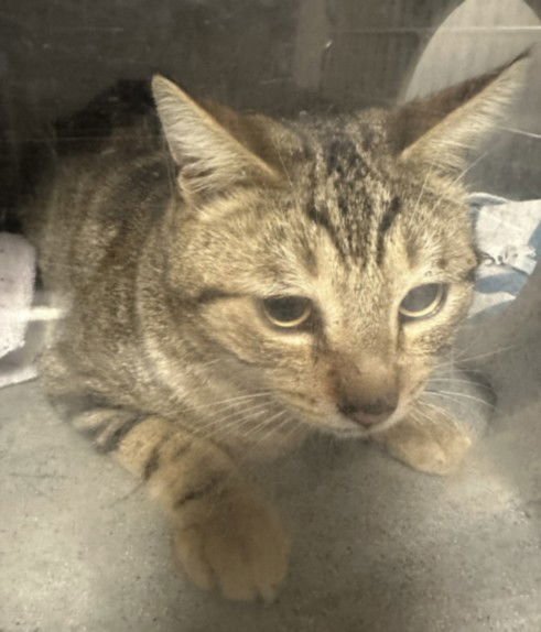 A2255776 - Domestic Short Hair available for adoption