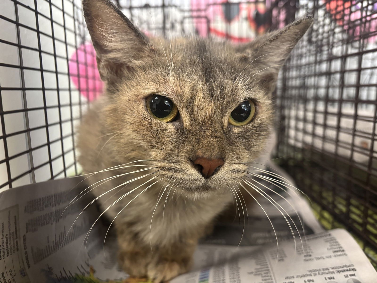 A2257371 - Abyssinian available for adoption