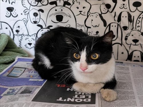 ZELDA - Domestic Short Hair available for adoption