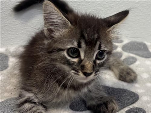 STITCH - Domestic Short Hair available for adoption