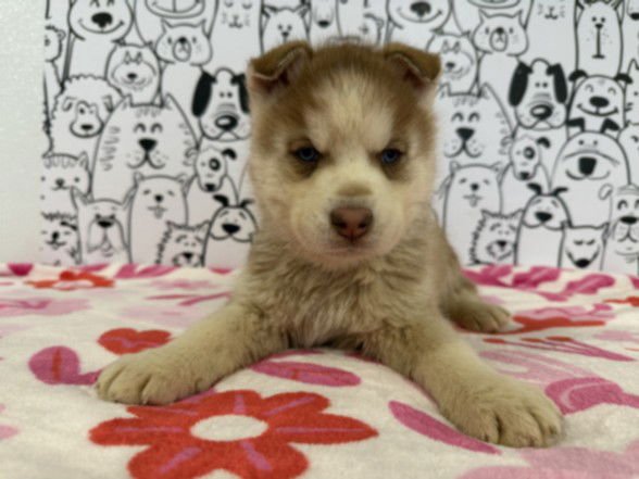 ABBY - Siberian Husky available for adoption