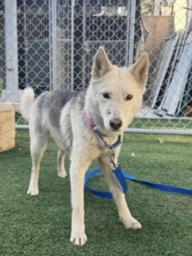 VALENTINA - Husky available for adoption