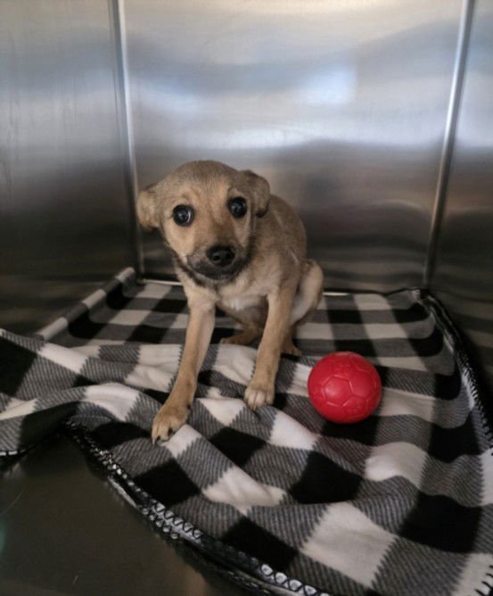 JOY - Chihuahua available for adoption