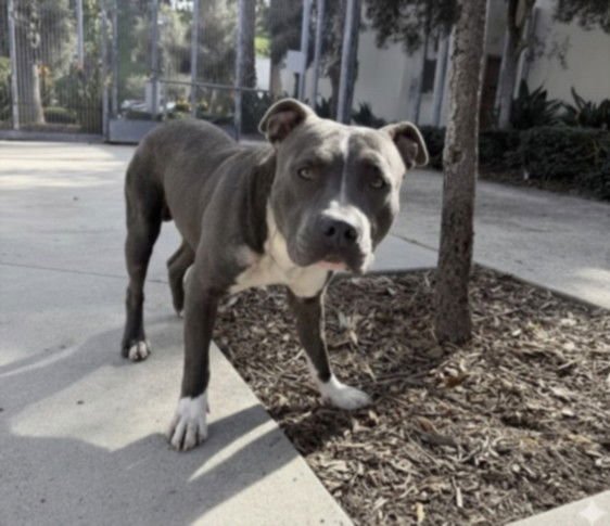 MILES - Pit Bull Terrier available for adoption