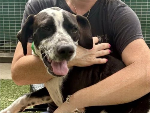 GENE - Pointer available for adoption
