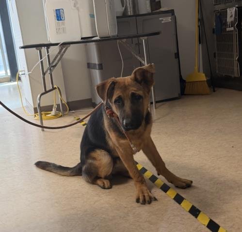 BUGS - German Shepherd Dog available for adoption
