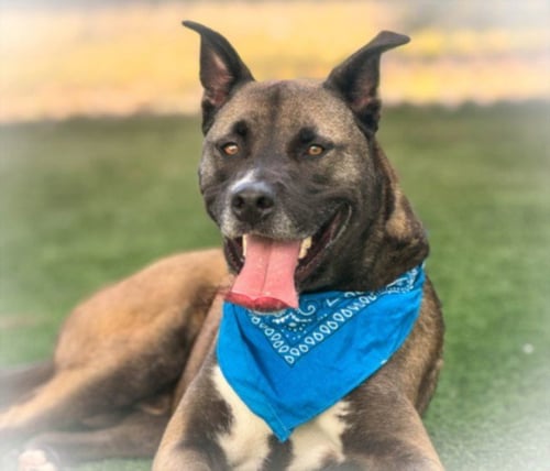 TUFF - Pit Bull Terrier available for adoption