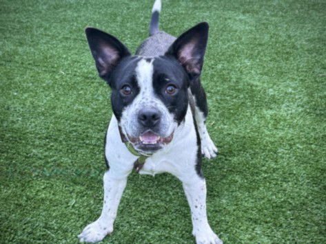 FRECKLES - French Bulldog available for adoption