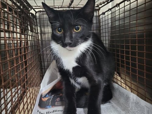CHRISTIAN DIOR - Domestic Short Hair available for adoption