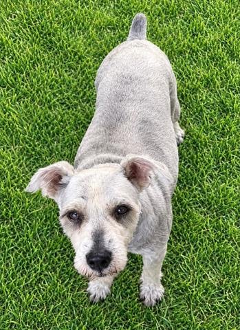 DUKE - Miniature Schnauzer available for adoption