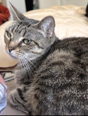 TAWNY - Domestic Short Hair available for adoption