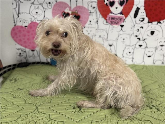 BOBBY - Maltese available for adoption
