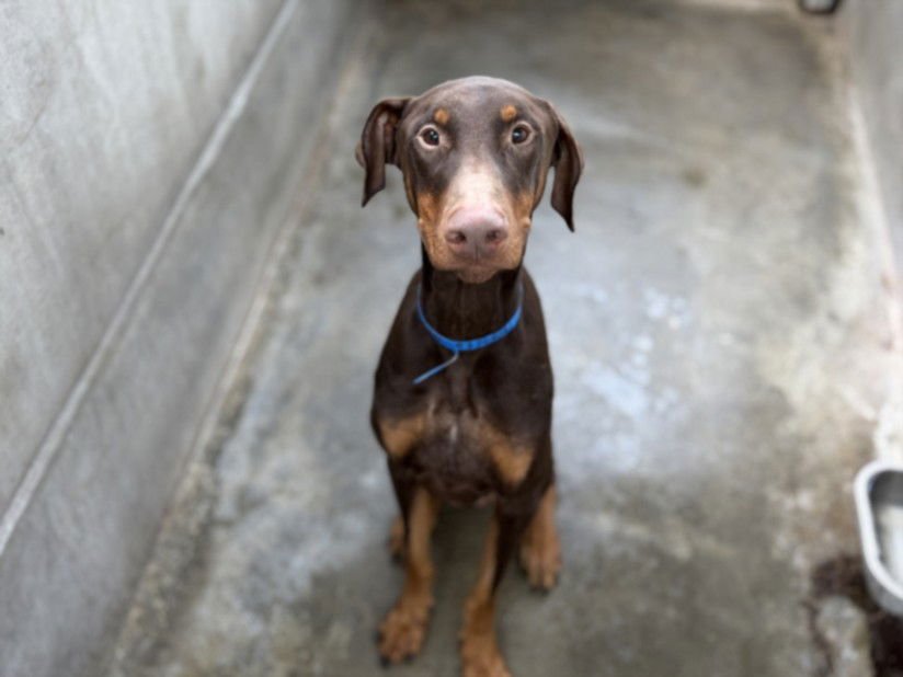 APOLLO - Doberman Pinscher available for adoption