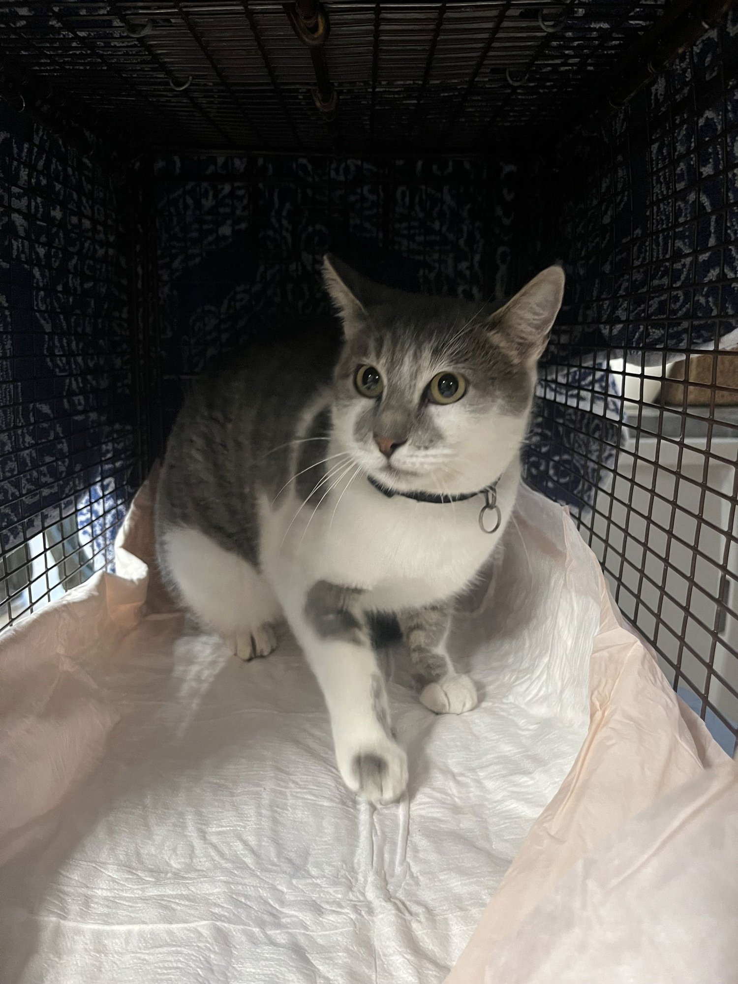 MILA - Domestic Short Hair available for adoption