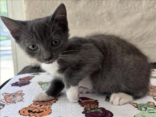 WIGGLES - Domestic Short Hair available for adoption