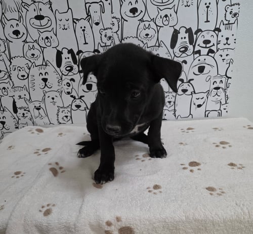 A2290484 - Labrador Retriever available for adoption