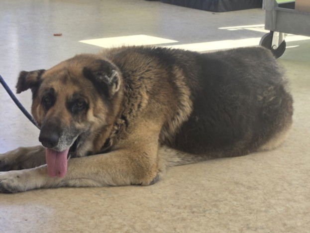 GEORGE - German Shepherd Dog available for adoption