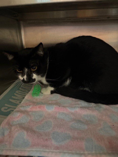 PIERROT - Domestic Short Hair available for adoption