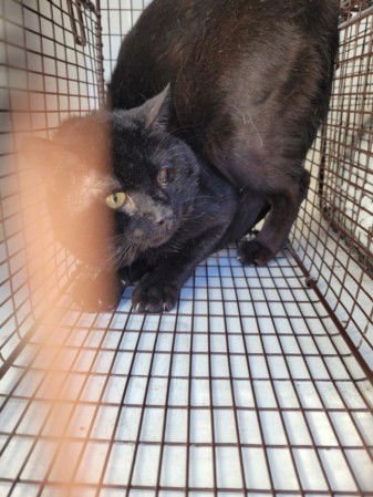 TOMMY - Domestic Short Hair available for adoption