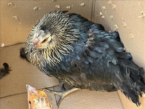A2273219 - Chicken available for adoption