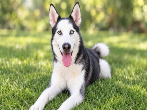 APOLLO - Siberian Husky available for adoption