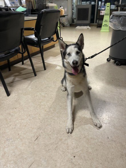 APOLLO - Siberian Husky available for adoption