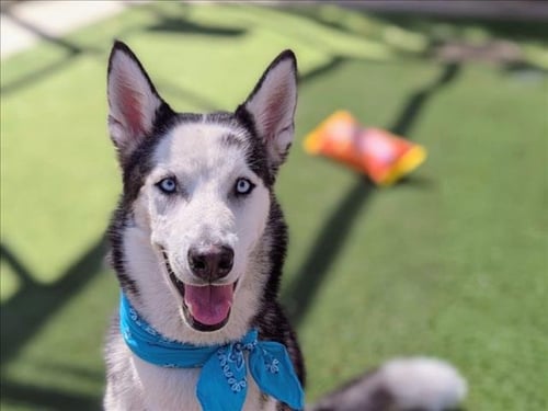 APOLLO - Siberian Husky available for adoption