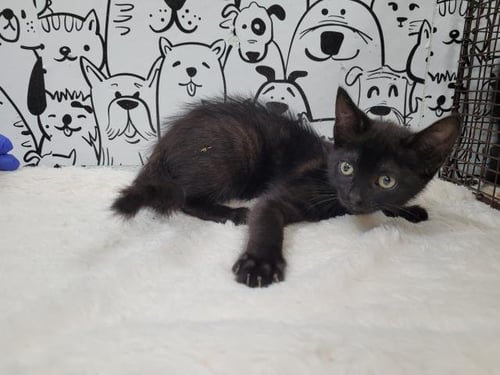 A2287640 - Domestic Short Hair available for adoption