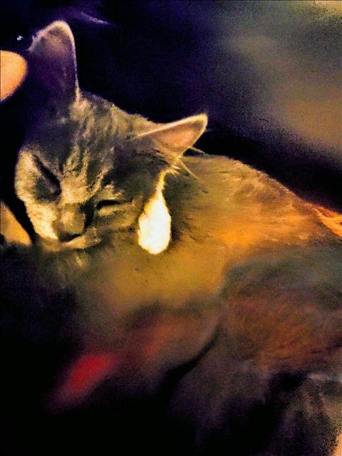 A2261124 - Domestic Short Hair available for adoption