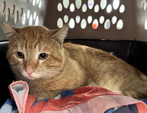 DONNY - Domestic Short Hair available for adoption