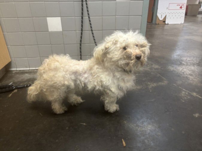 DEXTER - Poodle (Miniature) available for adoption