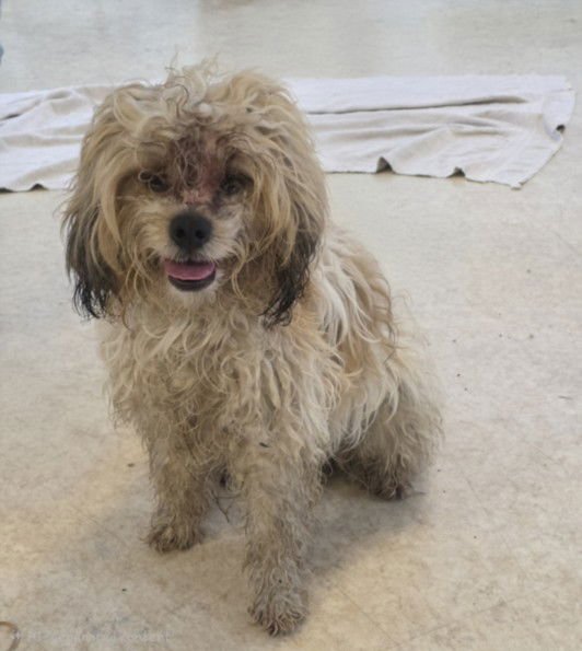 BENTLEY - Cocker Spaniel available for adoption