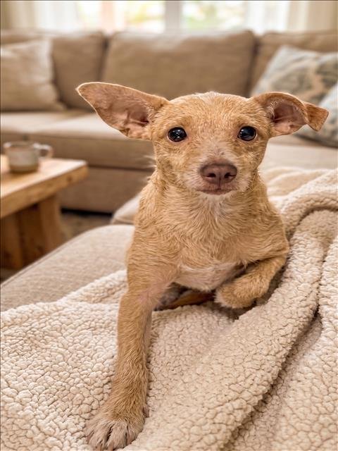 BABY - Chihuahua available for adoption