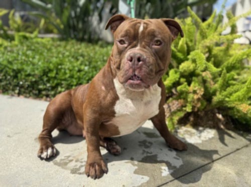 CAJETA - Pit Bull Terrier available for adoption