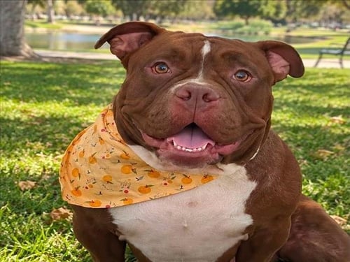 CAJETA - Pit Bull Terrier available for adoption