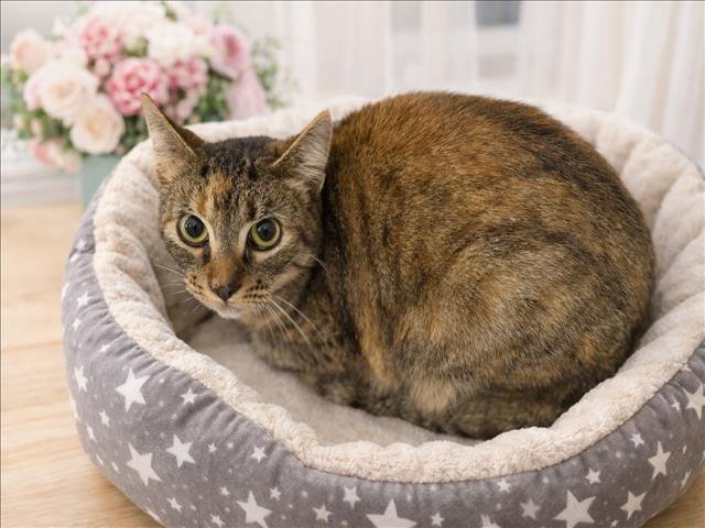 JETT - Domestic Short Hair available for adoption