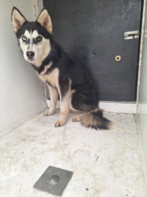 TULIP - Siberian Husky available for adoption