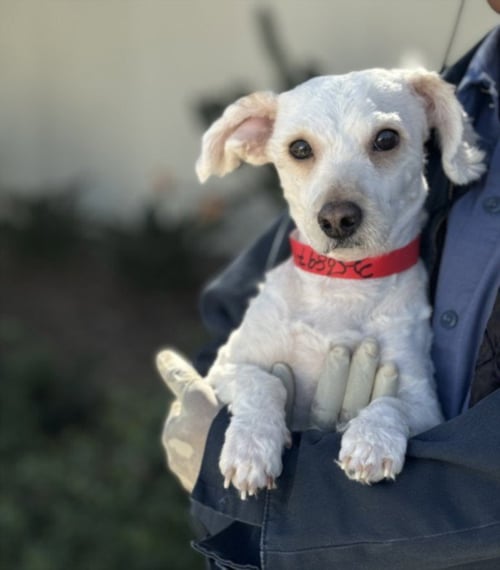 DEXTER - Poodle (Miniature) available for adoption