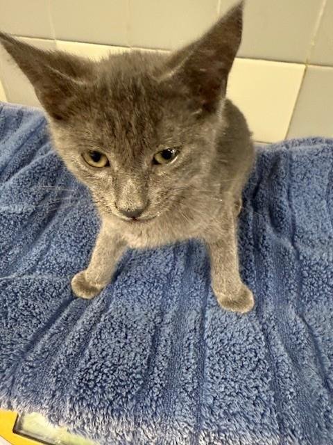 A2285911 - Domestic Short Hair available for adoption
