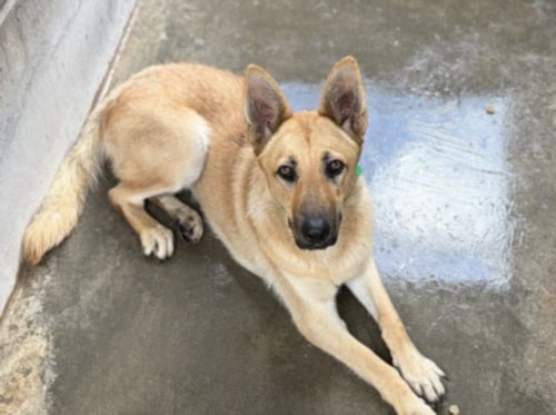 SHEBA - German Shepherd Dog available for adoption