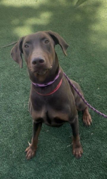 TRUCKER - Doberman Pinscher available for adoption