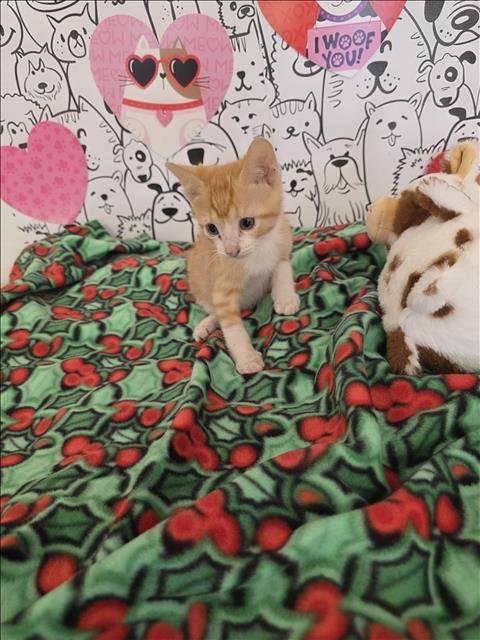 A2253144 - Domestic Short Hair available for adoption