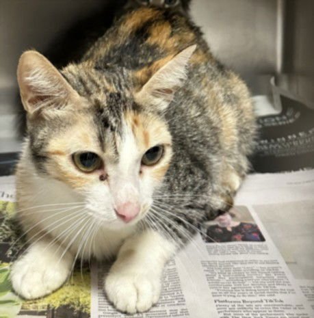 A2253987 - Domestic Short Hair available for adoption