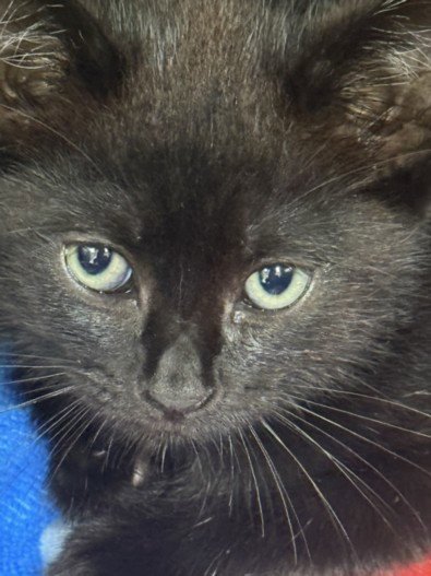 A2294337 - Domestic Short Hair available for adoption
