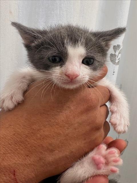 LEO - Domestic Short Hair available for adoption