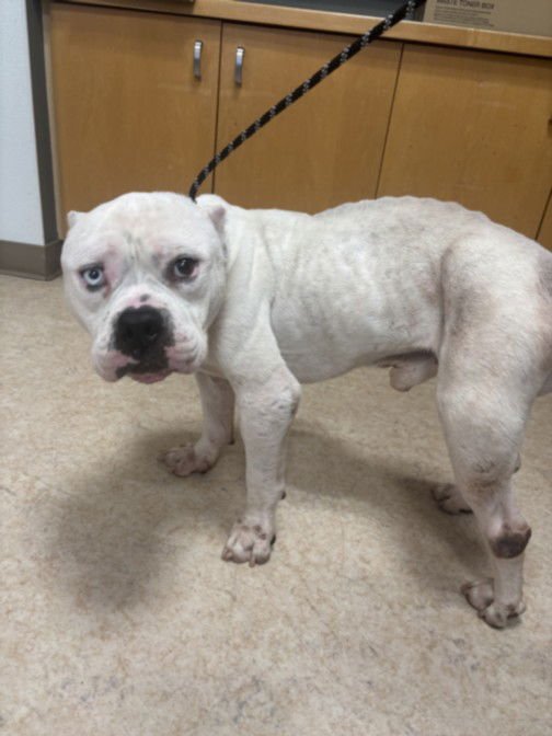 FERNIE - Pit Bull Terrier available for adoption