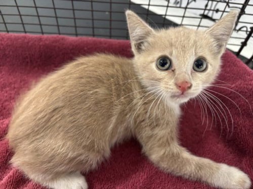 A2275335 - Domestic Short Hair available for adoption