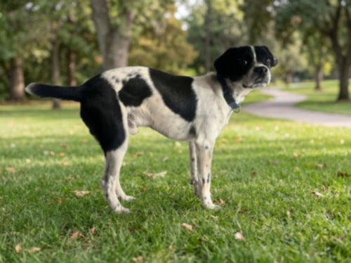 PIXEL - Chihuahua available for adoption