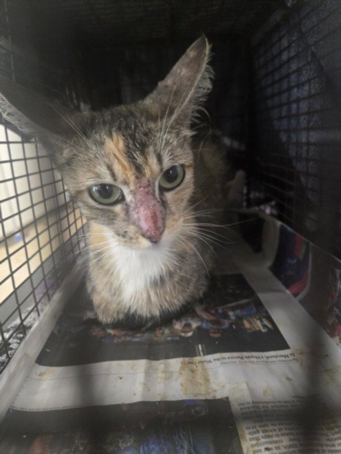 A2285237 - Domestic Short Hair available for adoption