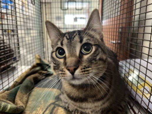 JINX - Domestic Short Hair available for adoption